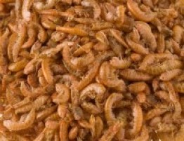 10000-Gammarus-2-200x154