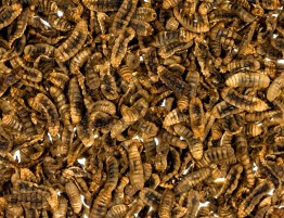 10032_soldatenfliegenlarven_hermetia