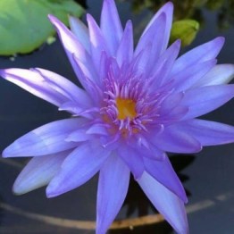 360x1000x0_nymphaea-alexis-nelumbogarden-waterlilies-1