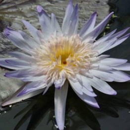 360x1000x0_nymphaea-avalanche-nelumbogarden-waterlilies-1