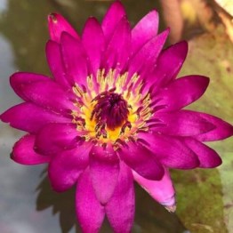 360x1000x0_nymphaea-doris-holt-nelumbogarden-waterlilies-4