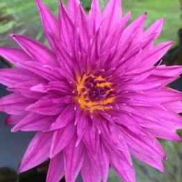 360x1000x0_nymphaea-valentine-nelumbogarden-waterlilies-3