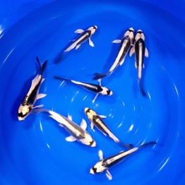 imageedit_15_3137077788